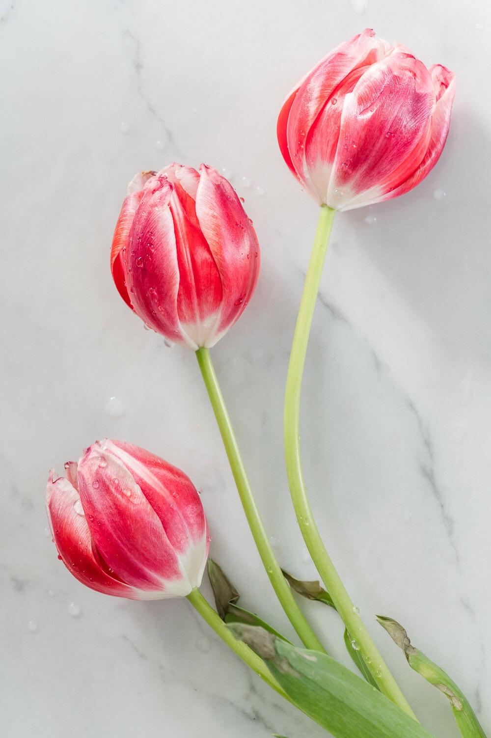 Three fresh tulips with water droplets on a white marble backdrop